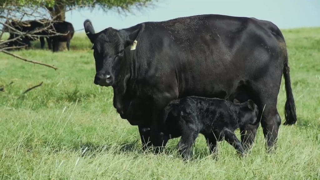 black angus cow nursing newborn calf